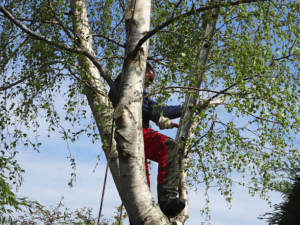 Trusted Buckner, MO Tree Care Experts